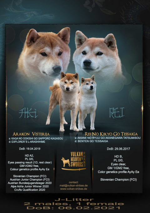 Shiba7