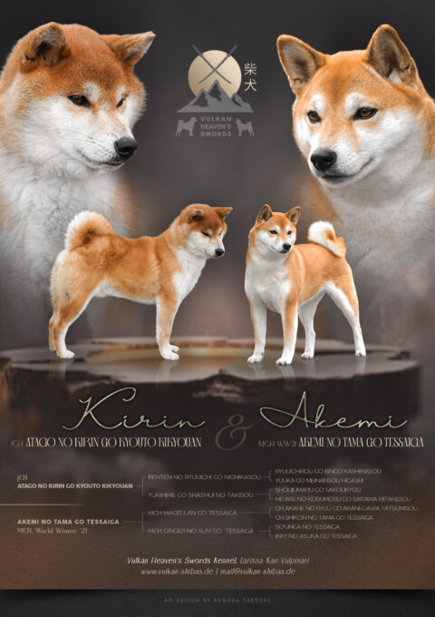 Kirin + Akemi - Shiba