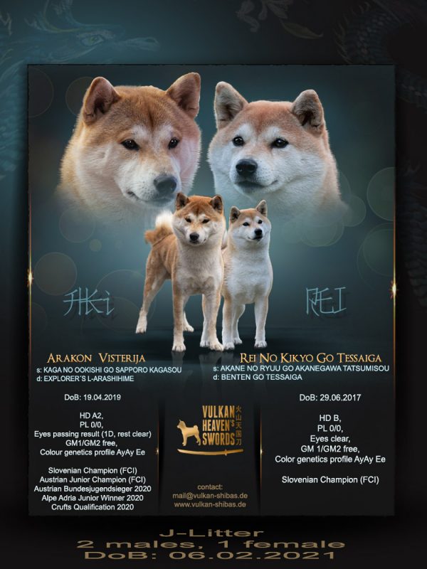 Shiba7